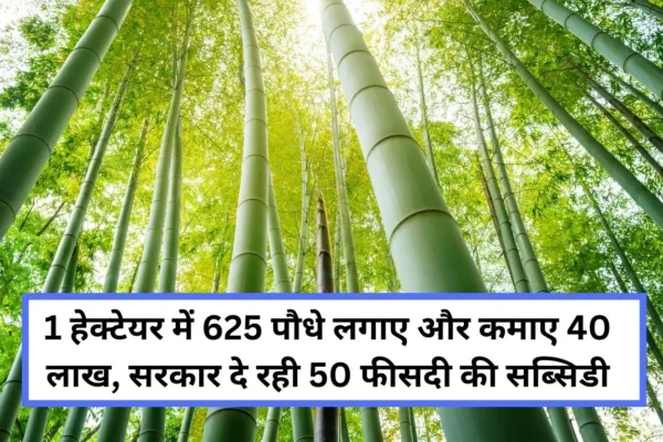 business idea you will earn 40 lakhs by planting 625 plants in one hectare land